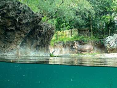 Güneşli bir günde, göletin yanındaki hayvanat bahçesinde bir su aygırı..