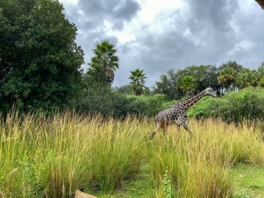 Güneşli bir günde bir hayvanat bahçesinde ağaçların üzerinde otlayan bir zürafa kulesi..