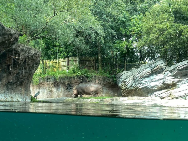 Hipopótamo Zoológico Perto Uma Lagoa Dia Ensolarado Brilhante — Fotografia de Stock