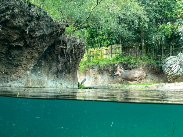 Hipopótamo Zoológico Perto Uma Lagoa Dia Ensolarado Brilhante — Fotografia de Stock