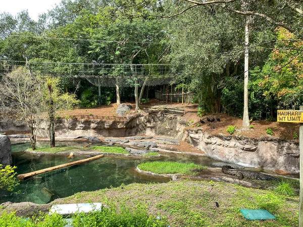 Crocodiles Nil Dans Zoo Posé Près Étang Par Une Journée — Photo