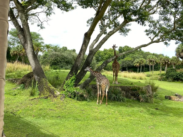 Güneşli Bir Günde Bir Hayvanat Bahçesinde Ağaçların Üzerinde Otlayan Bir — Stok fotoğraf