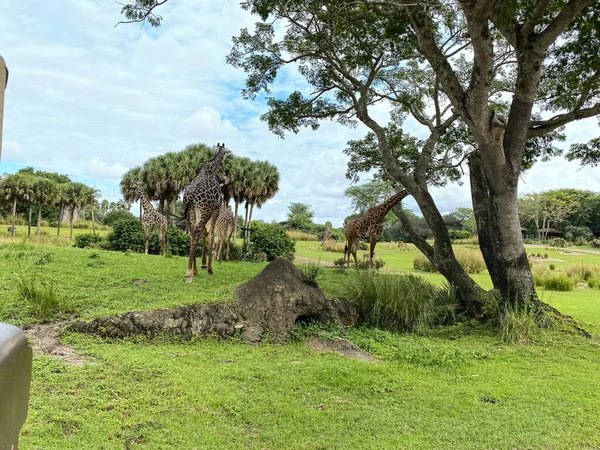 Wieża Żyraf Pasących Się Drzewach Sawannie Zoo Jasny Słoneczny Dzień — Zdjęcie stockowe