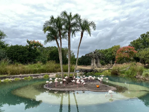 Une Flamboyance Flamants Roses Pataugeant Dans Eau Mangeant Des Crevettes — Photo