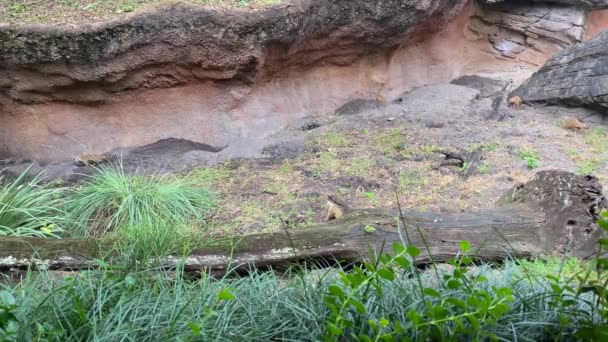 Orlando Usa Meerkats Zoológico Corriendo Alrededor Exposición — Vídeo de stock