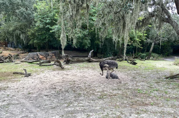 Zwei Strauße Hängen Einem Zoo Orlando Florida — Stockfoto