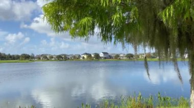 İspanyol yosunlu bir ağaç göl kıyısında meltemde sallanıyor.