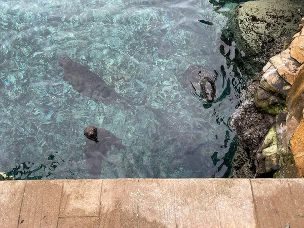 Curiosas Focas Del Puerto Nadando Recinto Mendigando Comida Zoológico —  Fotos de Stock