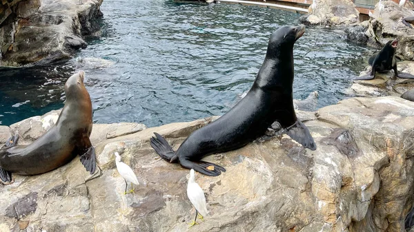 岩の上に座って動物園で食べ物を求めているアシカ — ストック写真