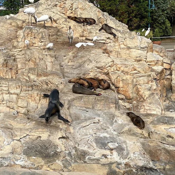 アシカが岩の上に横たわり 動物園で一日中昼寝をする — ストック写真