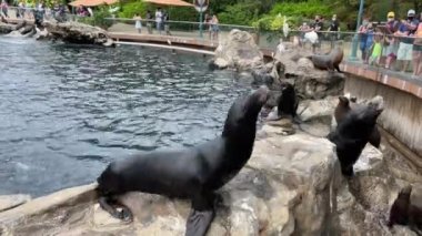 Orlando, FL USA - 23 Kasım 2020 - Deniz Aslanları ve kuşlar hayvanat bahçesindeki ziyaretçilerden balık dileniyorlar.
