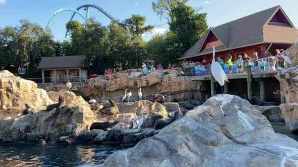 Orlando Usa November 2020 Seelöwen Und Vögel Betteln Einem Zoo — Stockvideo