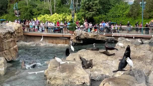 フロリダ州オーランド 2020年11月23日 動物園の訪問者から魚を求めているアシカと鳥 — ストック動画