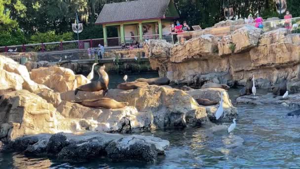 フロリダ州オーランド 2020年11月23日 動物園の訪問者から魚を求めているアシカと鳥 — ストック動画
