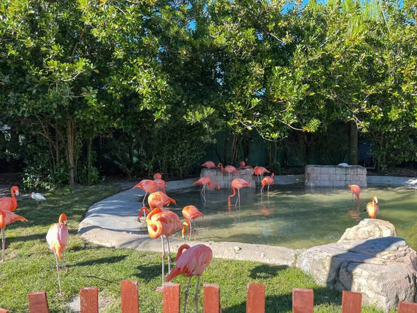 Flamencos Rosas Naranjas Durmiendo Caminando Corral Zoológico —  Fotos de Stock