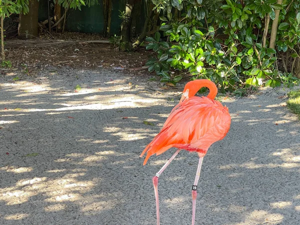 Flamencos Rosas Naranjas Durmiendo Caminando Corral Zoológico —  Fotos de Stock
