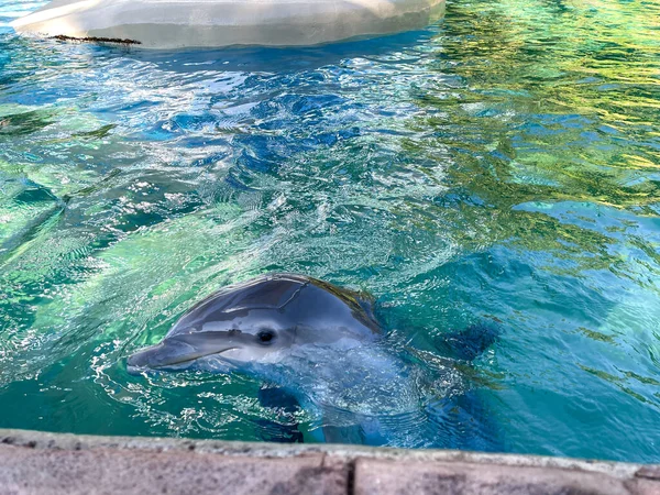 イルカが動物園で青い水で泳ぐ — ストック写真