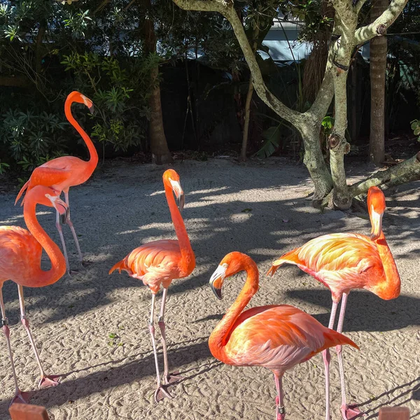 Розовые Оранжевые Фламинго Дремлют Ходят Ручке Зоопарке — стоковое фото