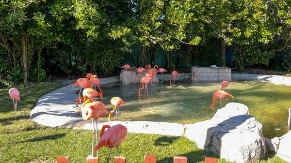 Flamencos Rosas Naranjas Durmiendo Caminando Corral Zoológico —  Fotos de Stock