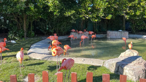 Flamencos Rosas Naranjas Durmiendo Caminando Corral Zoológico —  Fotos de Stock