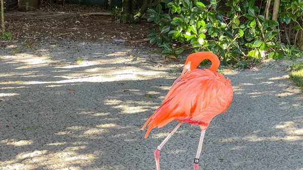 Flamencos Rosas Naranjas Durmiendo Caminando Corral Zoológico —  Fotos de Stock