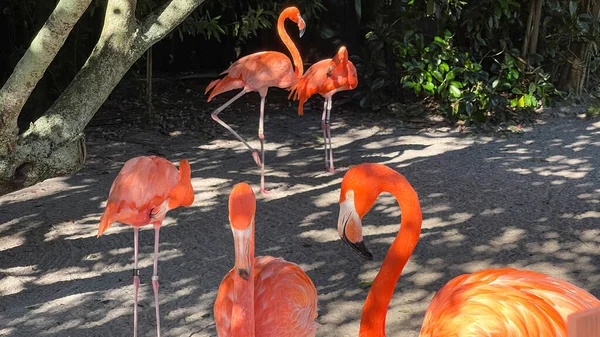 Flamants Roses Orange Sieste Promène Dans Stylo Dans Zoo — Photo