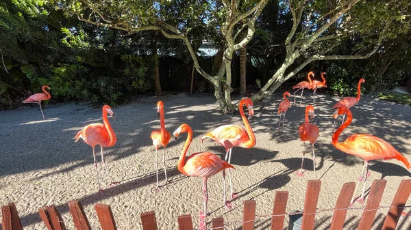 Flamencos Rosas Naranjas Durmiendo Caminando Corral Zoológico —  Fotos de Stock