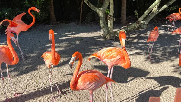 Розовые Оранжевые Фламинго Дремлют Ходят Ручке Зоопарке — стоковое фото