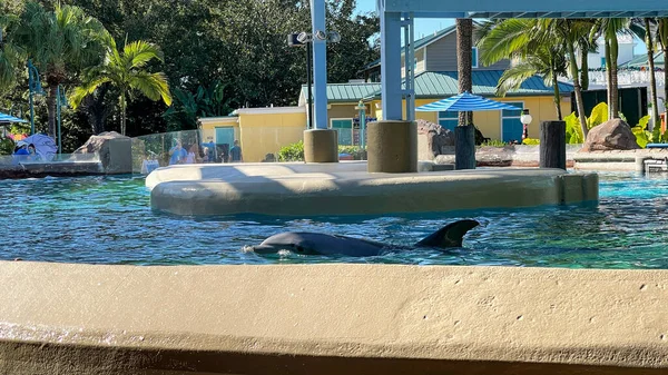 フロリダ州オーランド 2020年11月23日 動物園で青い水でイルカの水泳 — ストック写真
