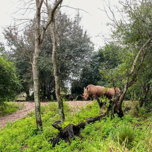 Rebanho Acidente Rinoceronte Branco Comendo Longo Passeio Safári Zoológico — Fotografia de Stock