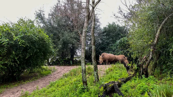 Rebanho Acidente Rinoceronte Branco Comendo Longo Passeio Safári Zoológico — Fotografia de Stock