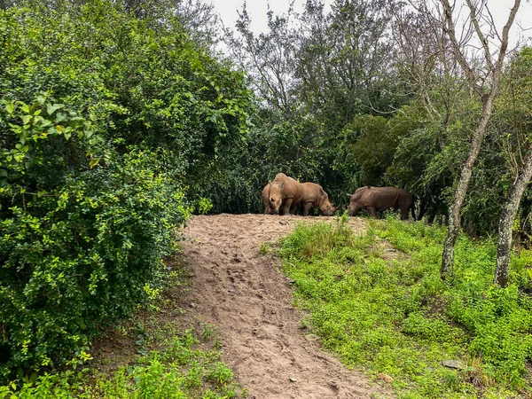 Una Manada Choque Rinocerontes Blancos Comiendo Largo Safari Zoológico — Foto de Stock