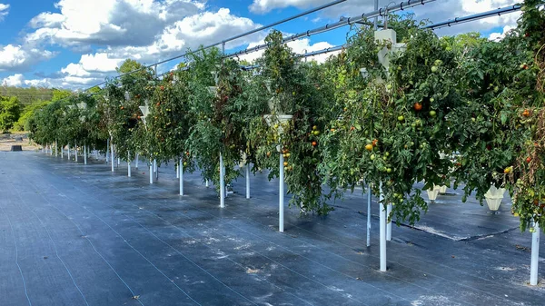 フロリダ州オーランドの農場で栽培されているトマト植物で満たされた水耕栽培容器の列 — ストック写真