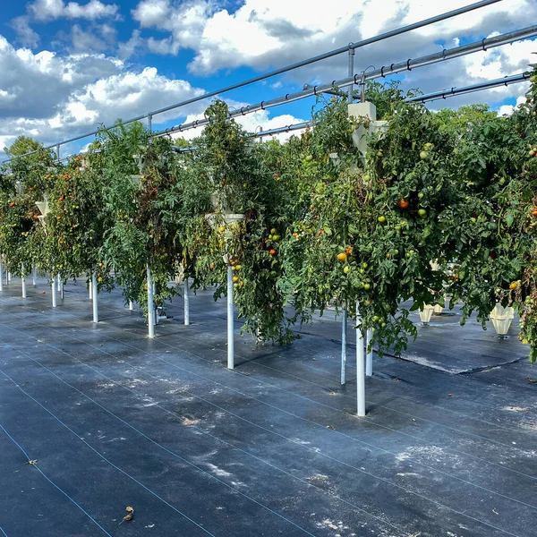 Wiersze Pojemników Hydroponicznych Wypełnionych Roślinami Pomidorowymi Rosnącymi Farmie Orlando Florydzie — Zdjęcie stockowe