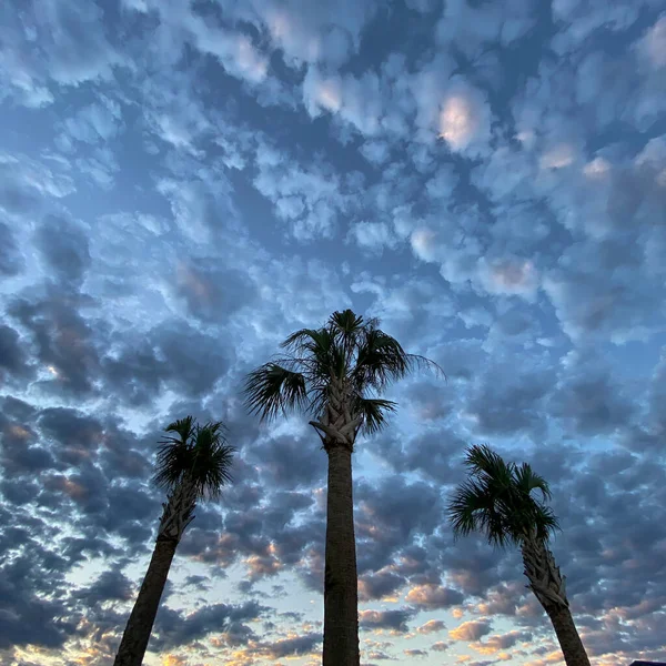 Orlando Florida Bir Mahallede Palmiye Ağaçlarıyla Gün Doğumu — Stok fotoğraf