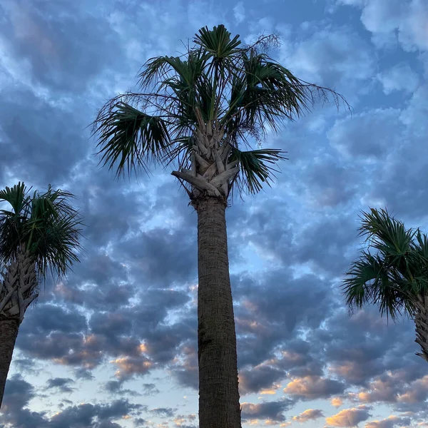 Восход Солнца Пальмами Районе Орландо Флорида — стоковое фото