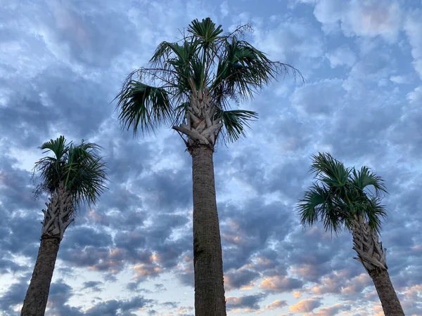 Восход Солнца Пальмами Районе Орландо Флорида — стоковое фото
