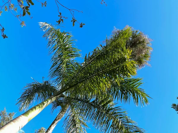 Ağacın Dibinden Gökyüzüne Bakan Kraliyet Palmiyeleri Manzarası — Stok fotoğraf