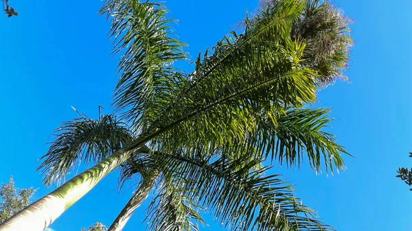 Вид Королевские Пальмы Основания Дерева Глядя Вверх Небу — стоковое фото