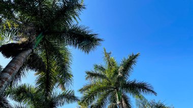 Ağacın dibinden gökyüzüne bakan Kraliyet Palmiyeleri manzarası.