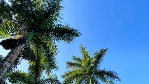 Una Vista Las Palmeras Reales Desde Base Del Árbol Mirando — Foto de Stock