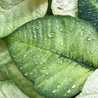 Botanik bahçesinde su damlacıkları olan yeşil ve açık sarı bir yaprak çalısı yakın plan..