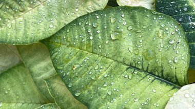 Botanik bahçesinde su damlacıkları olan yeşil ve açık sarı bir yaprak çalısı yakın plan..