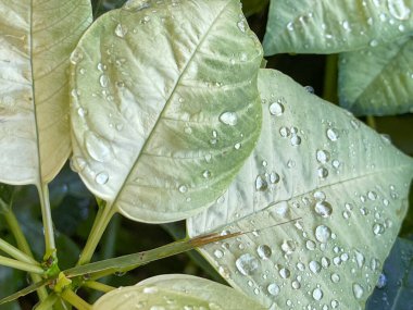 Botanik bahçesinde su damlacıkları olan yeşil ve açık sarı bir yaprak çalısı yakın plan..