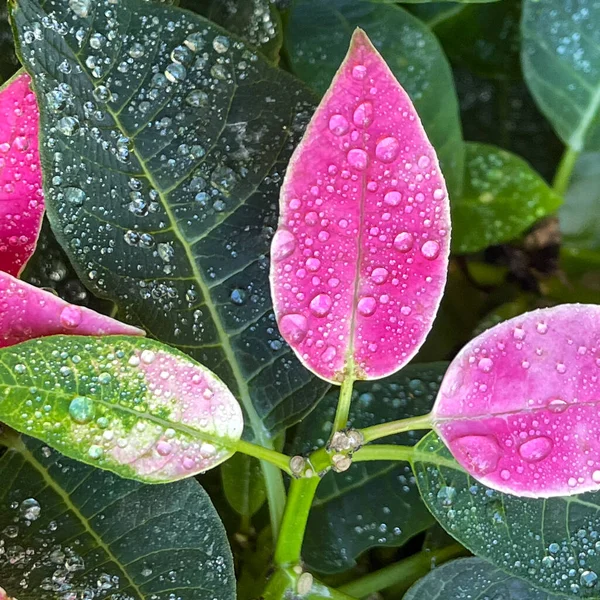 Arbusto Rame Rosa Brillante Giardino Botanico Florida — Foto Stock