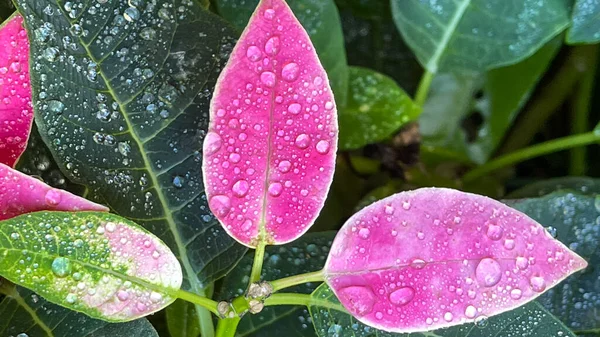 Arbusto Rame Rosa Brillante Giardino Botanico Florida — Foto Stock