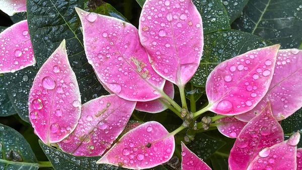 Arbusto Rame Rosa Brillante Giardino Botanico Florida — Foto Stock