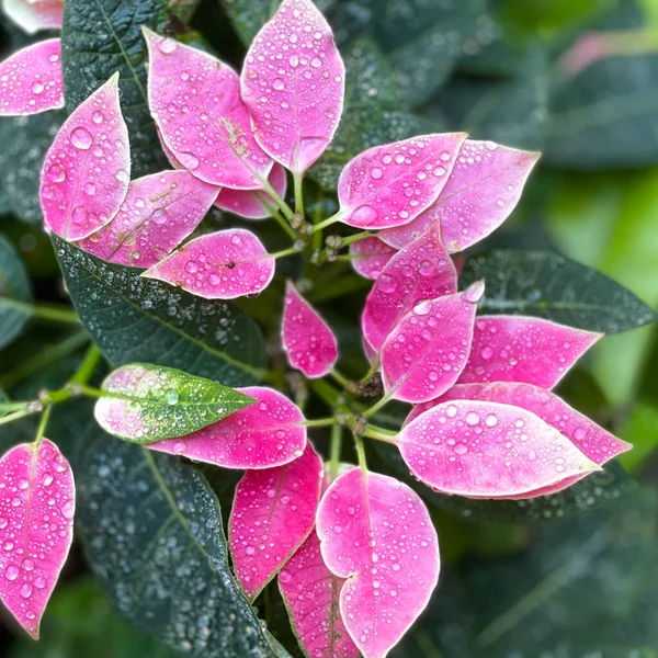 Arbusto Rame Rosa Brillante Giardino Botanico Florida — Foto Stock