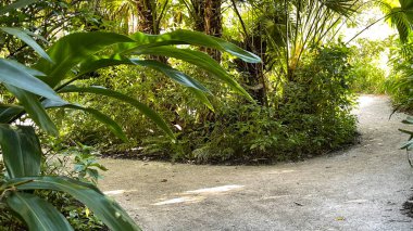 Florida 'da tropikal bir botanik bahçesinde yürüyen eğri bir kaya patikası..