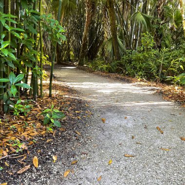 Florida 'da tropikal bir botanik bahçesinde yürüyen eğri bir kaya patikası..